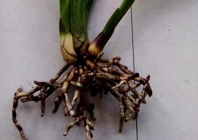 大花蕙兰鲜切花怎么养，大花蕙兰鲜切花放花瓶