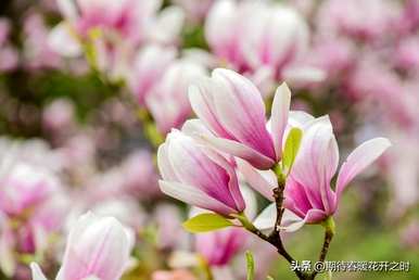 木兰花象征什么，木兰花象征什么？