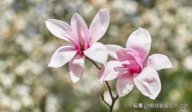 木兰花象征什么，木兰花象征什么？
