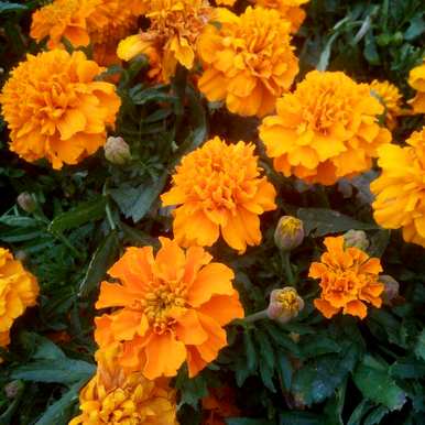 一年生草本花有哪些，户外一年生草本花有哪些？