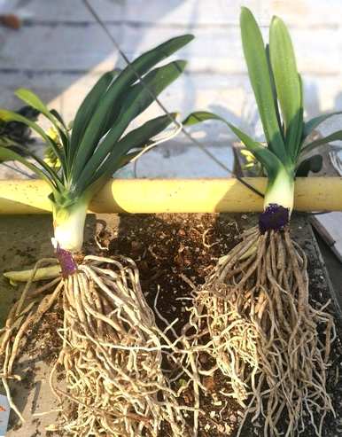 君子兰什么时候开花视频，君子兰什么时候开花