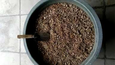 君子兰什么时候开花视频，君子兰什么时候开花