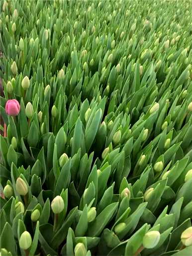 郁金香水培种植方法，郁金香的花语是什么？