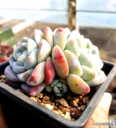 养多肉最好用什么土？养多肉要加珍珠岩吗？