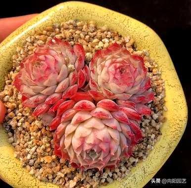 养多肉最好用什么土？养多肉要加珍珠岩吗？