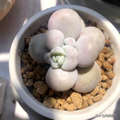 养多肉最好用什么土？养多肉要加珍珠岩吗？