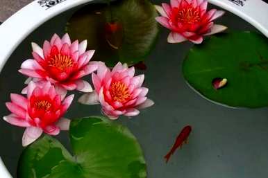 睡莲根块种植方法，睡莲根块种植方法