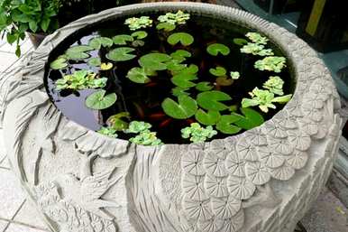 睡莲根块种植方法，睡莲根块种植方法