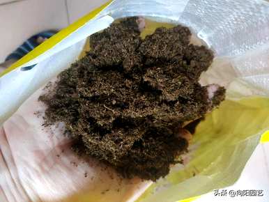 养多肉最好用什么土？养多肉要加珍珠岩吗？