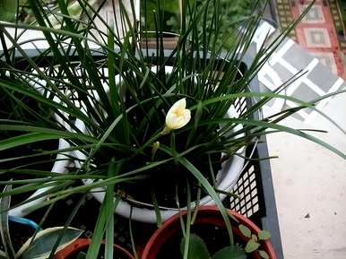 如何种植风雨兰，如何种植风雨兰爆盆