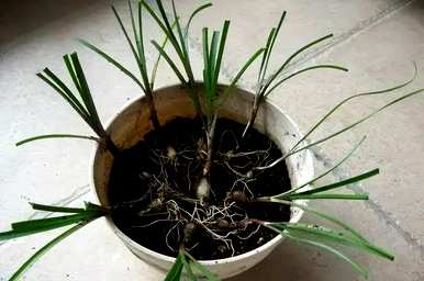 如何种植风雨兰，如何种植风雨兰爆盆