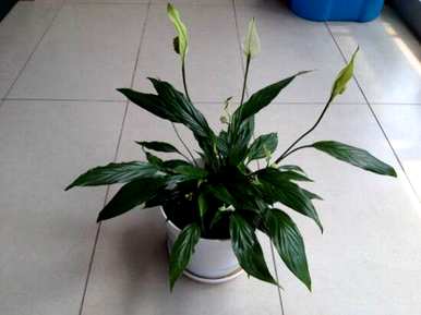 一帆风顺的花怎么养才好，一帆风顺的花能放在鱼缸里养吗？