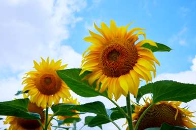 向日葵的花语是什么，向日葵的花语是什么？图片