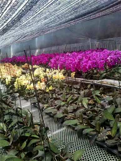 蝴蝶兰花语和寓意是什么？蝴蝶兰花语和寓意是什么意思？