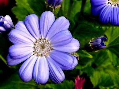 瓜叶菊怎么养，瓜叶菊和报春花哪个好养？