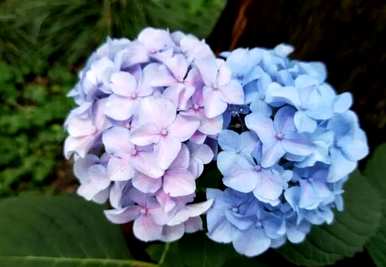 绣球花树的养殖方法，如何养殖绣球花