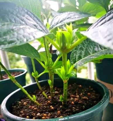 绣球花树的养殖方法，如何养殖绣球花