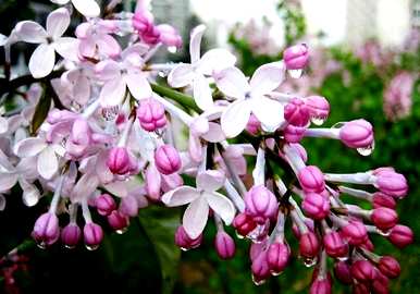 如何种植丁香花，如何种植丁香花
