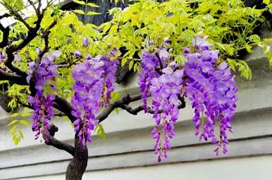 紫藤花种植品种齐全，何时种植紫藤花