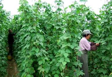 芸豆什么时候种得最好？芸豆种植方法视频教程