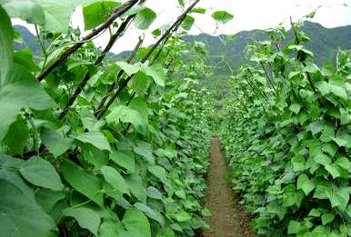 芸豆什么时候种得最好？芸豆种植方法视频教程