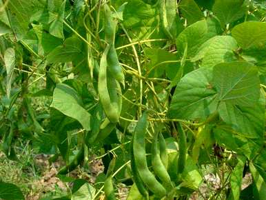 芸豆什么时候种得最好？芸豆种植方法视频教程