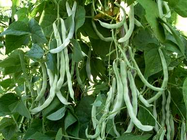 芸豆什么时候种得最好？芸豆种植方法视频教程