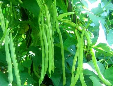 芸豆什么时候种得最好？芸豆种植方法视频教程