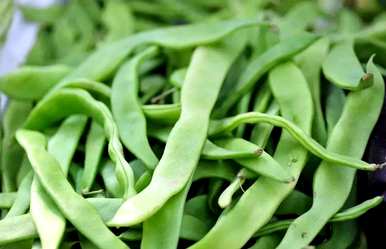 芸豆什么时候种得最好？芸豆种植方法视频教程
