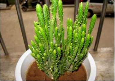 仙人掌科有哪些植物，开最小红花的仙人掌科植物？