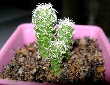 仙人掌科有哪些植物，开最小红花的仙人掌科植物？