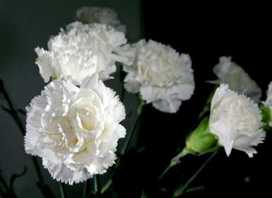 白花有哪些品种，白花有哪些品种？