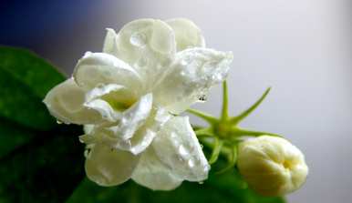冬天怎么养茉莉花，冬天怎么养茉莉花？