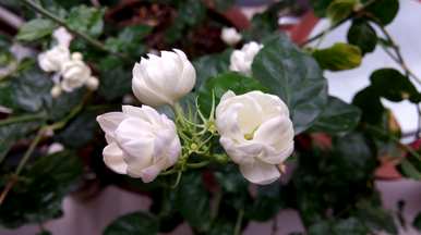 冬天怎么养茉莉花，冬天怎么养茉莉花？