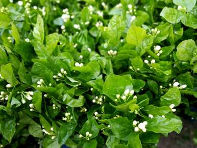 冬天怎么养茉莉花，冬天怎么养茉莉花？