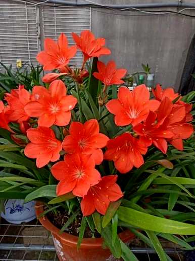 紫根兰一年花几次是正常的。紫根兰一次花多长时间？