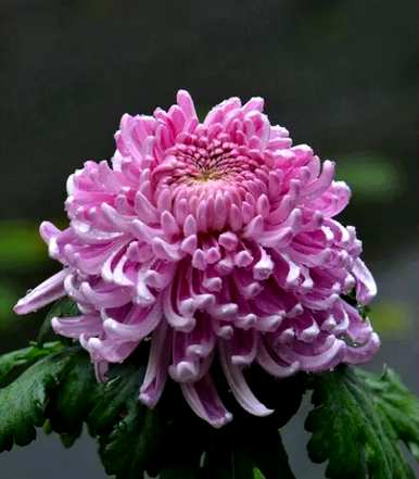 桃花在哪个季节开花，桃花在哪个月开花最旺