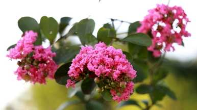 紫薇花开花的季节是什么？紫薇花开花的季节是什么？