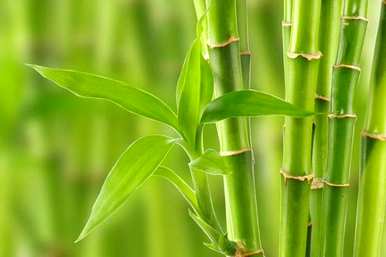 小节节高富贵竹盆栽怎么养，节节高富贵竹好养吗？
