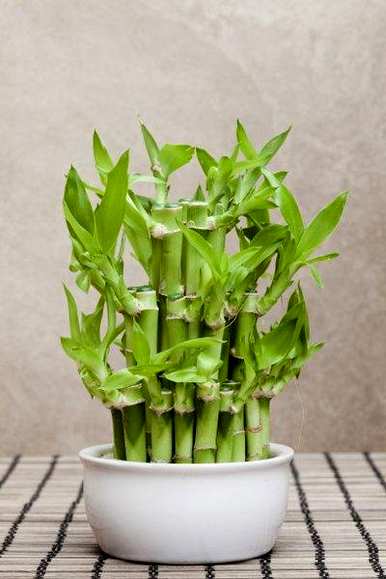 小节节高富贵竹盆栽怎么养，节节高富贵竹好养吗？