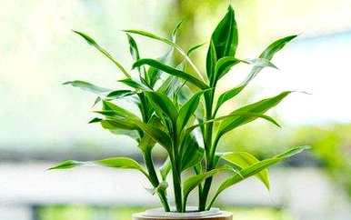 小节节高富贵竹盆栽怎么养，节节高富贵竹好养吗？
