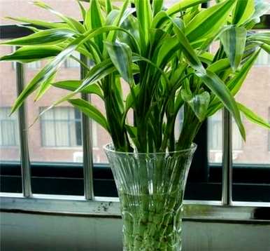 小节节高富贵竹盆栽怎么养，节节高富贵竹好养吗？