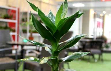 小节节高富贵竹盆栽怎么养，节节高富贵竹好养吗？