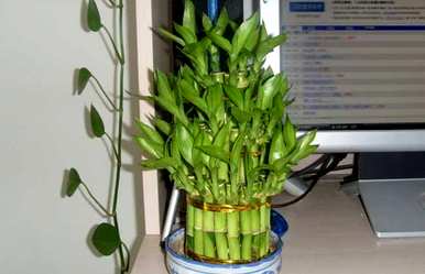 小节节高富贵竹盆栽怎么养，节节高富贵竹好养吗？