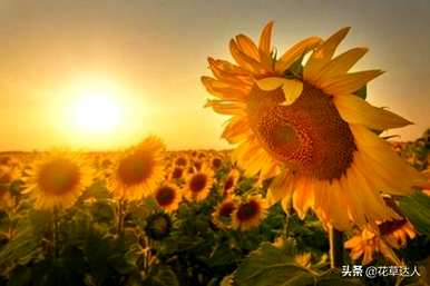 向日葵是什么意思？向日葵是什么意思？