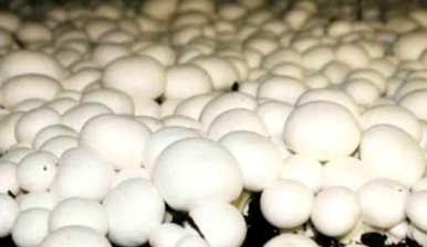 种植蘑菇需要什么条件，种植蘑菇需要什么和条件