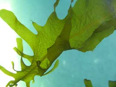 生活在海里的植物是什么，生长在海里的植物是什么