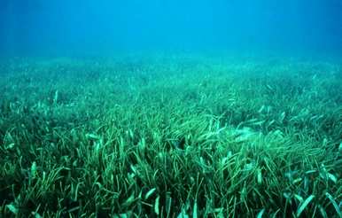生活在海里的植物是什么，生长在海里的植物是什么