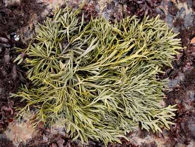 生活在海里的植物是什么，生长在海里的植物是什么