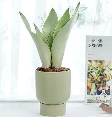 虎皮兰有哪些风水讲究，虎皮兰有哪些特点？